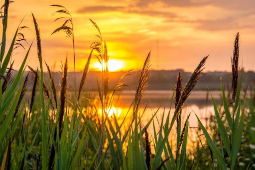 Sunset at a lake looking through reeds